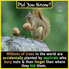 a squirrel eating nuts on top of a tree branch with the caption did you know?