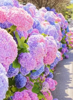 many different colored flowers lined up along the side of a road with trees in the background