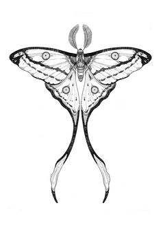 a black and white drawing of a butterfly