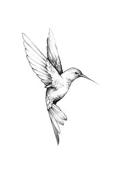 a black and white drawing of a hummingbird flying in the air with its wings spread