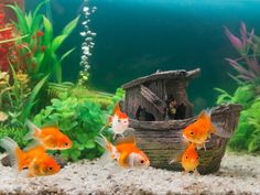 several goldfish swimming in an aquarium next to a wooden boat