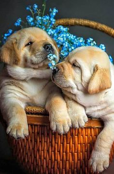 Basket of cuddly cuteness!❤️❤️ Adorable Puppy, Lab Puppies, Dog Wallpaper, Dogs Golden Retriever, Retriever Dog, Dog Pictures, I Love Dogs, Dog Love