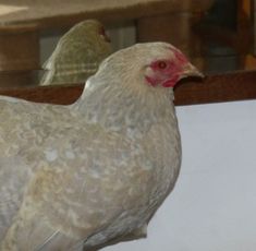 two chickens standing next to each other on top of a wooden floor in front of a mirror