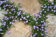 some purple flowers are growing out of the rocks and around them is a heart shape