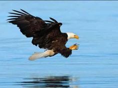 an eagle flying over the water with its catch in it's talon, while catching a fish