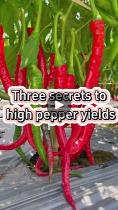 there are red peppers growing in the ground with words on it that read three secrets to high pepper yieldes