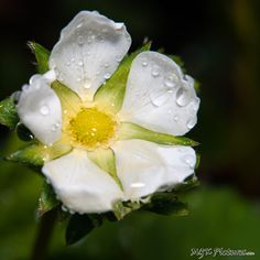 a white flower with water droplets on it