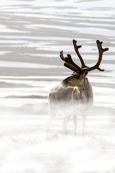 a deer with antlers standing in the snow