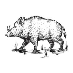 an ink drawing of a wild boar walking through the grass with horns on it's back