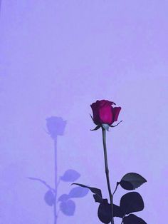 the shadow of a single rose on a purple background is cast in front of it