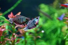 two siamese fish swimming in an aquarium with plants and flowers around them on the side