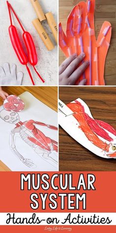 several different pictures with the words muscular system and hands on activities for kids to do