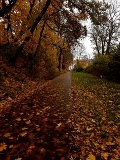 a path in the middle of a park with lots of leaves on it