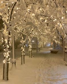 the trees are covered in snow with lights all over them and there is no image here to provide a caption for