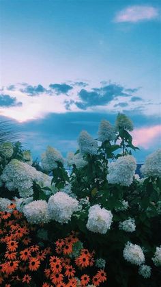 white and orange flowers are in the foreground with a blue sky background behind them