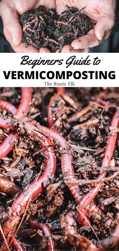 hands holding worms in dirt with text overlay that says, beginners guide to verm composting