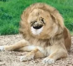 a lion laying on the ground with its mouth open and it's teeth showing