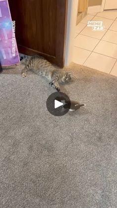 a cat laying on the floor in front of a door and playing with a toy