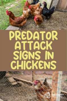 Chicken Predators | The Happy Chicken Coop Predator Proof Chicken Coop, Chicken Hacks, Chicken Coop Building Plans, Raising Meat Chickens, Happy Chickens, Chicken Raising, Hobby Farming, Chicken Care, Chicken Pen