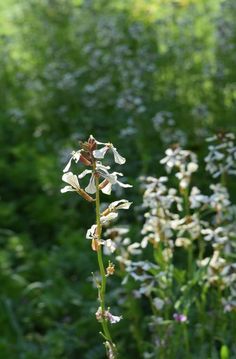 some white flowers are growing in the grass