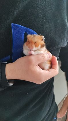 a person holding a hamster in their hand