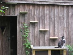 a black and white cat sitting on top of a wooden bench next to a building