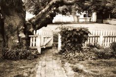 a black and white photo of a tree leaning over a fence in front of a house