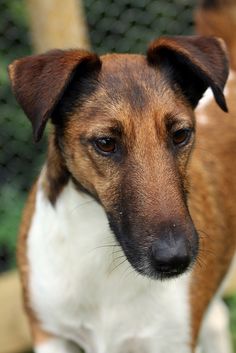 a brown and white dog standing next to a fence