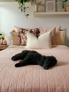 a black dog laying on top of a bed next to pillows and plants in a bedroom