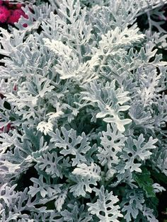 a close up of a plant with white leaves