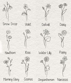 the different types of flowers that are drawn on paper