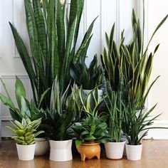 there are many different types of plants in the pots on the floor next to each other