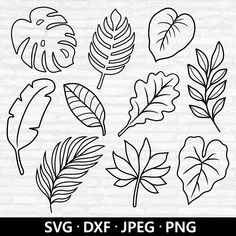 the svg dxf set includes tropical leaves