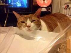 an orange and white cat laying on top of a box