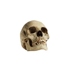 a human skull is shown against a white background