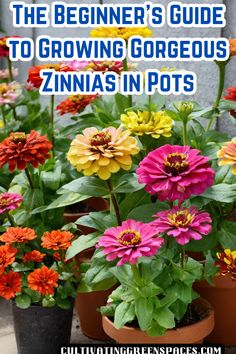 the beginner's guide to growing gorgeous zinna's in pots