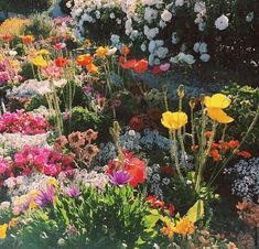 a garden filled with lots of different colored flowers