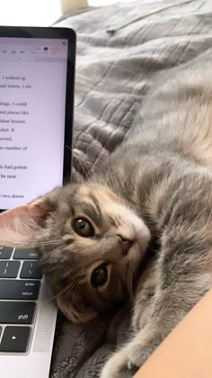 a cat laying on top of a bed next to an open laptop computer with the screen showing