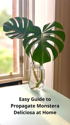 a houseplant in a glass vase on a table with the words easy guide to propagate monstera deliciasa at home