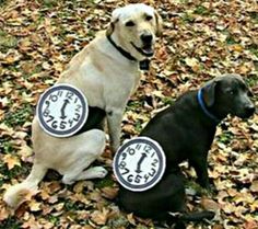 two dogs with clocks on their collars sitting in leaves