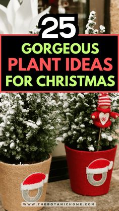 two potted plants with santa hats on them and the words 25 gorgeous plant ideas for christmas