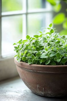 a potted plant sitting on top of a window sill