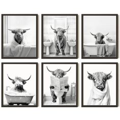 black and white photograph of cows in bathroom with towels on their heads, reading the newspaper