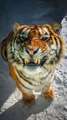 a tiger with its mouth open standing in the snow