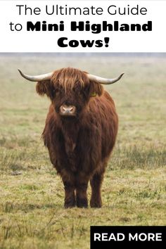 the ultimate guide to mini highland cows by read more on www readingreviews com