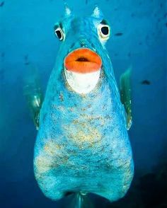 a blue fish with an orange nose is swimming in the ocean