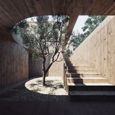 stairs leading up to a tree in the middle of a wooden building with wood walls