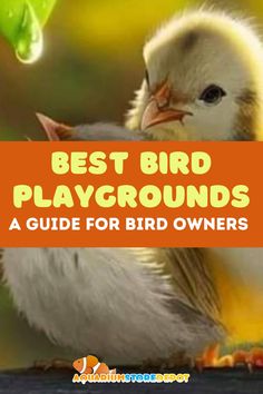 best bird playground Bird Playground, A World, Fresh Water, Birds