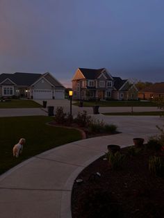 a dog is standing on the sidewalk in front of some houses at night with lights on