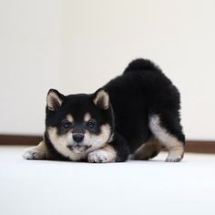 a small black and white dog laying on top of a floor next to a wall